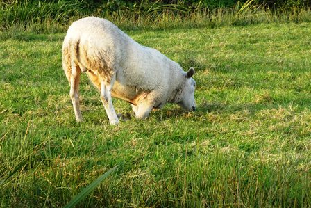 Kreupel schaap