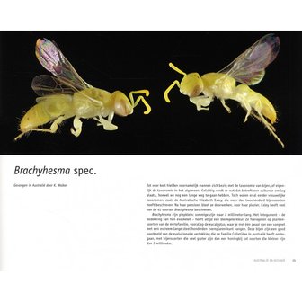 Bijen van Sam Droege en Laurence Packer