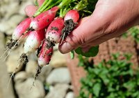 Growing your own fruit and vegetables if groceries are too expensive due to inflation