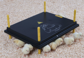 Heatplate for chicks 40x50cm 22 watts