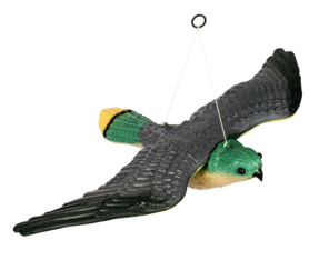 Falcon with outstretched wings