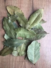 Bay leaf whole hand picked