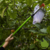 Fruit picker / apple picker with sturdy extendable handle up to 2.40 meters