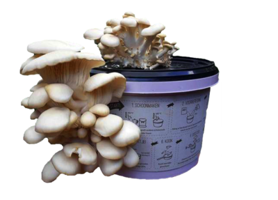 Growing Oyster Mushrooms On Coffee Grounds Sustainable Lifestyle Growing Oyster Mushrooms On Coffee Grounds Sustainable Lifestyle